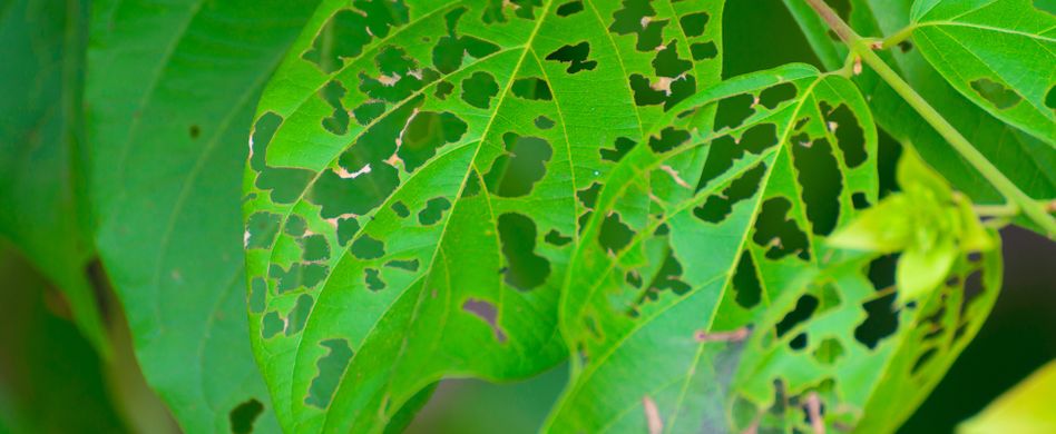 3 Dinge, an denen Sie merken, dass Sie keinen grünen Daumen haben