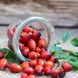 3 Heilpflanzen, die das Immunsystem stärken