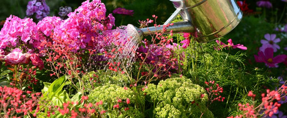 5 beliebte Pflegefehler bei Pflanzen, die niemand machen sollte