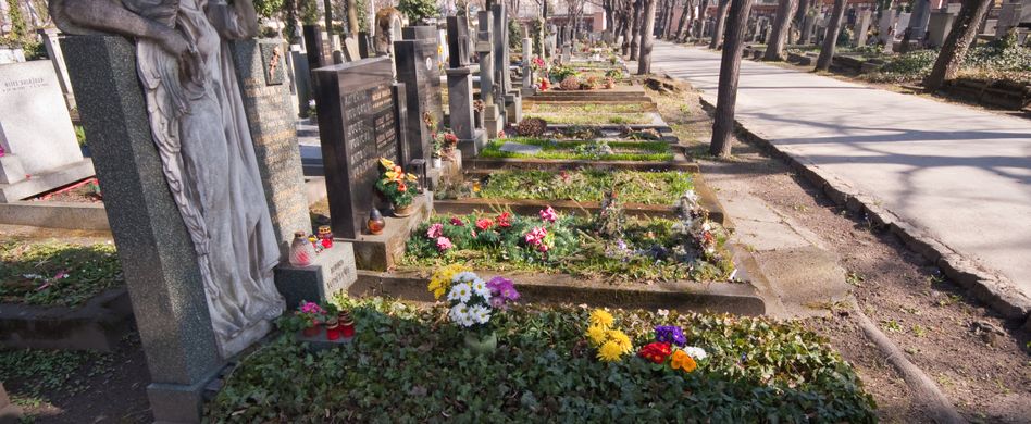 5 Bodendecker für die ganzjährige Grabbepflanzung