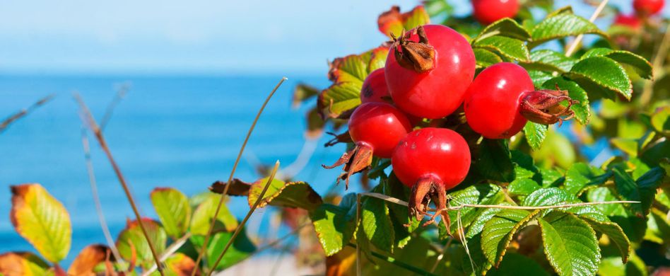 5 heimische Lebensmittel mit besonders viel natürlichem Vitamin C