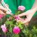 5 Tipps für die Rosenpflege im Sommer