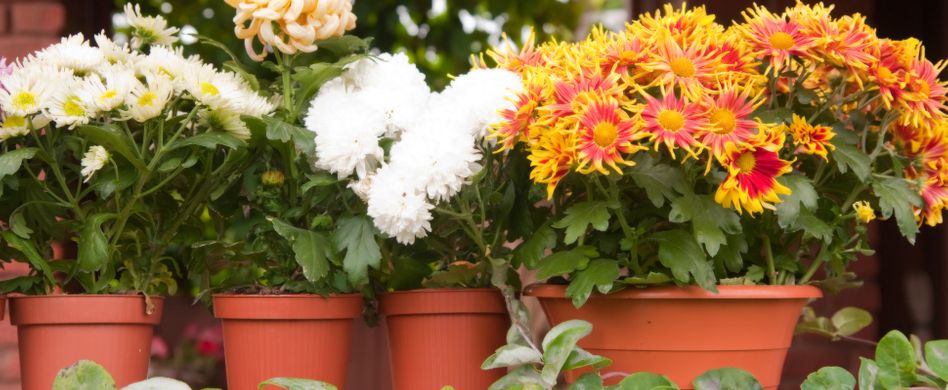 5 typische Fehler bei der Balkonbepflanzung