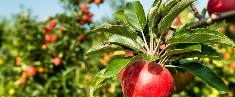 6 beliebte Spalierbäume: Leckeres Spalierobst für den Garten