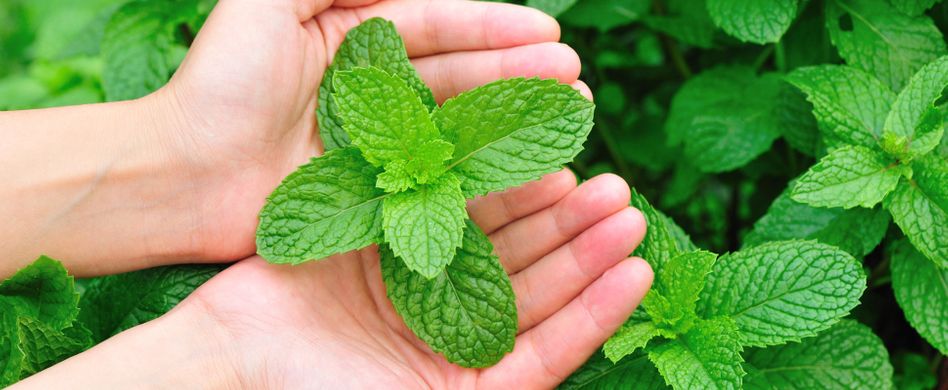 6 Heilpflanzen für die Atemwege: Minze, Eukalyptus und Co.