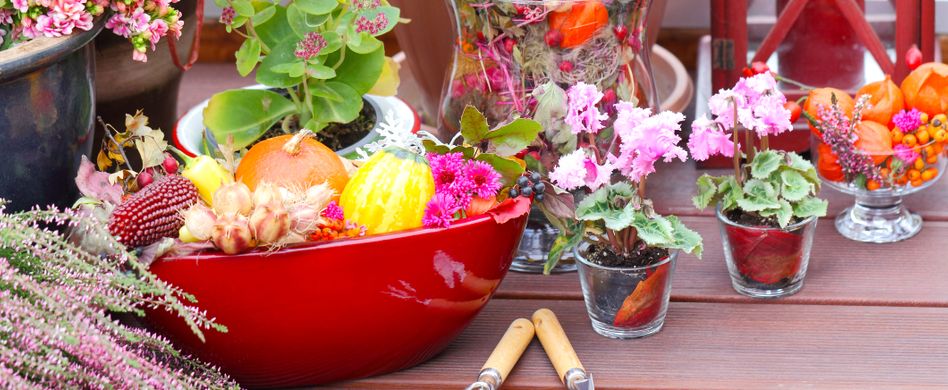 6 schöne Herbstpflanzen für Terrasse und Balkon