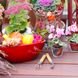 6 schöne Herbstpflanzen für Terrasse und Balkon
