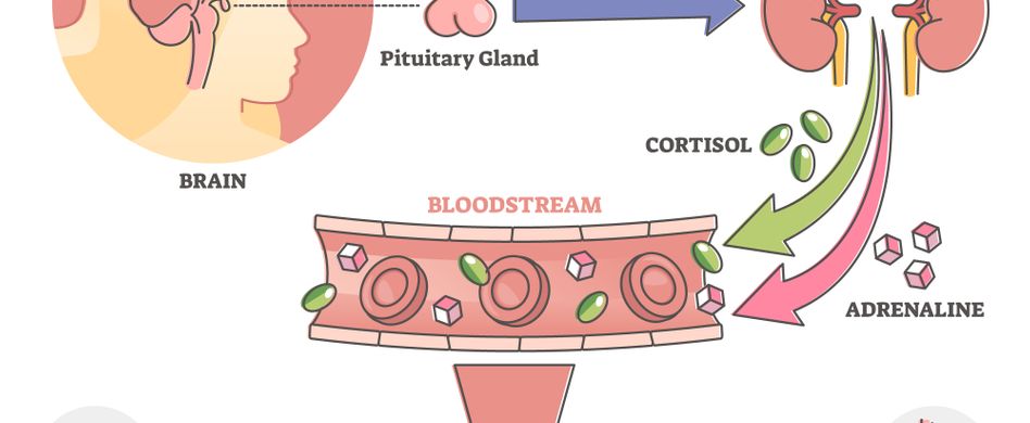 grafik von funktion der stresshormone auf weißem hintergrund adrenalin noradrenalin cortisol gehirn lunge augen blutfluss nieren
