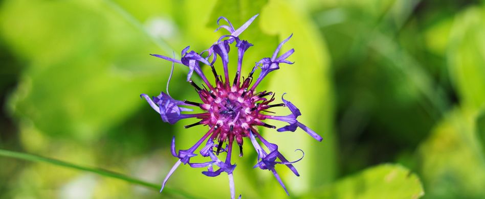 blau lila teufelskralle blume vor grünem hintergrund