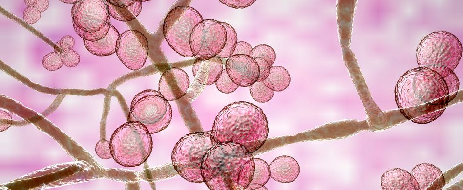 Candida auris-Fälle in Deutschland: Wie gefährlich ist der Pilz?