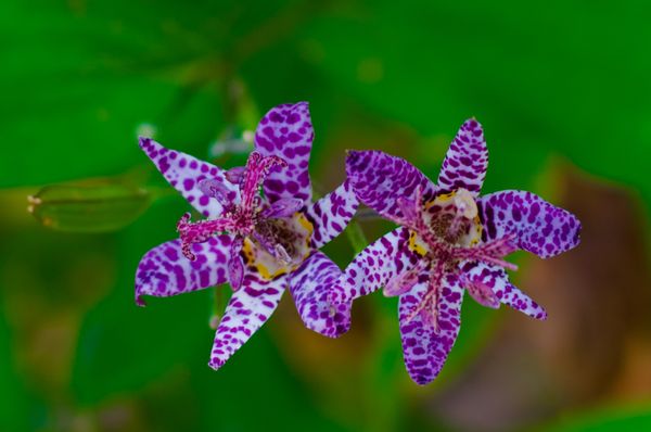 lila weiß gepunktete krötenlilie blüte vor grünem hintergrund
