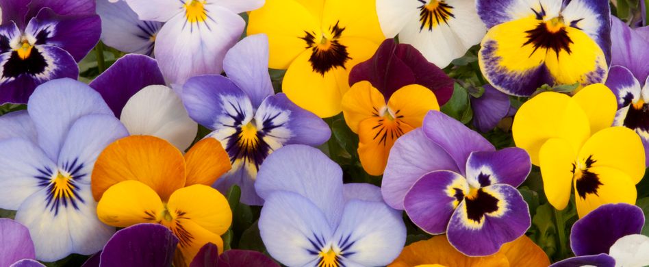 bunte stiefmütterchen blüten in weiß, lila, gelb und orange