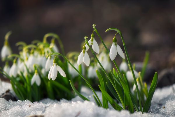 schneeglöckchen im schnee