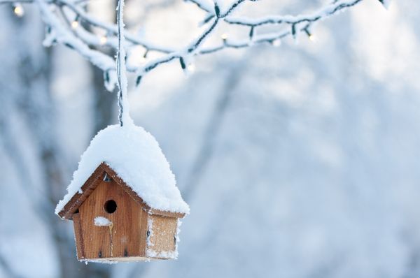 vogelhäuschen an baum mit schnee bedeckt