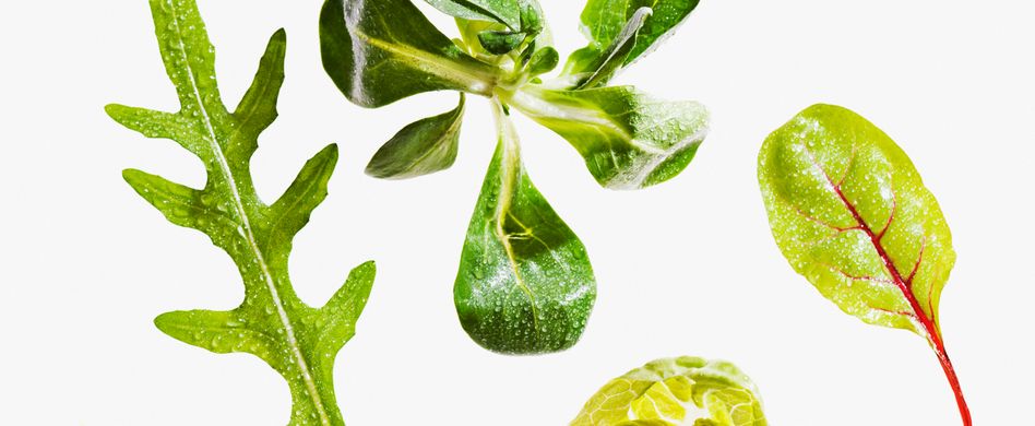 Rucola, Endivie & Co.: Bitteres für eine bessere Verdauung nutzen