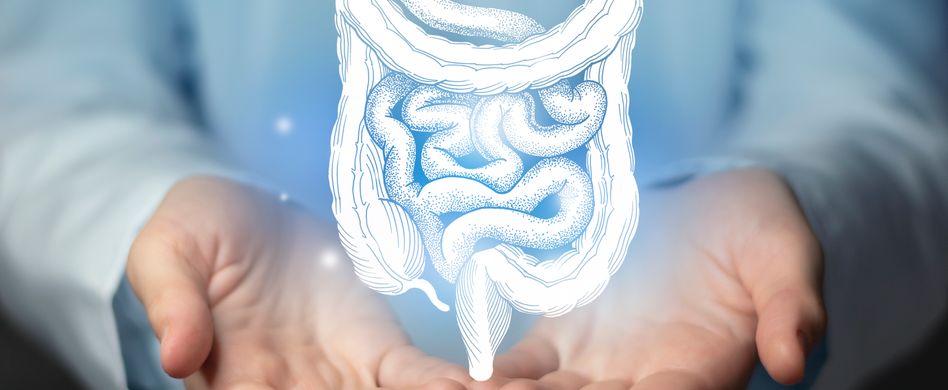 Wie genau funktioniert die Verdauung? Aufgaben von Magen, Dünndarm und Dickdarm