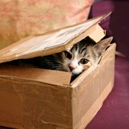 Profilbild von PETA Deutschland e.V. 