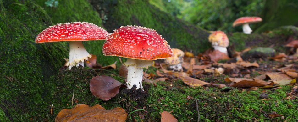 Achtung, Pilzvergiftung! 5 giftige Pilze, die Sie kennen müssen