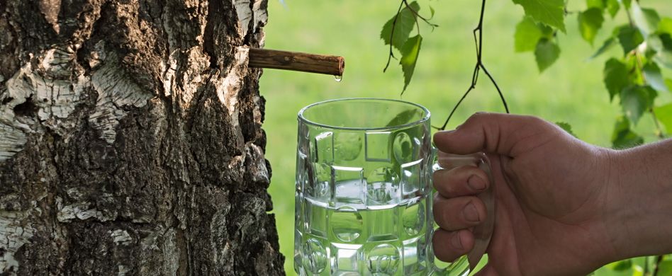 Ahornwasser, Birkensaft, Kaktuswasser: Kennen Sie diese 3 gesunden neuen Trendgetränke?