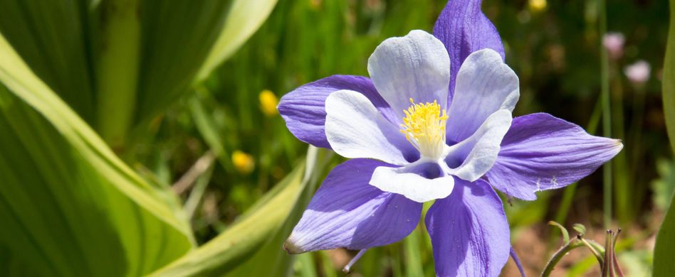 Akelei aussäen: Tipps zu Standort, Aussaat und Pflege