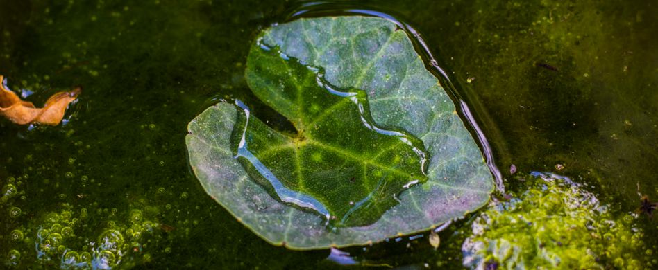 Algen im Teich: So wird Ihr Gartenteich wieder kristallklar