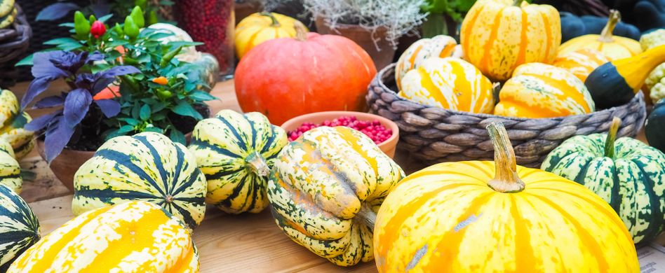 Alles Wichtige rund um den Kürbis