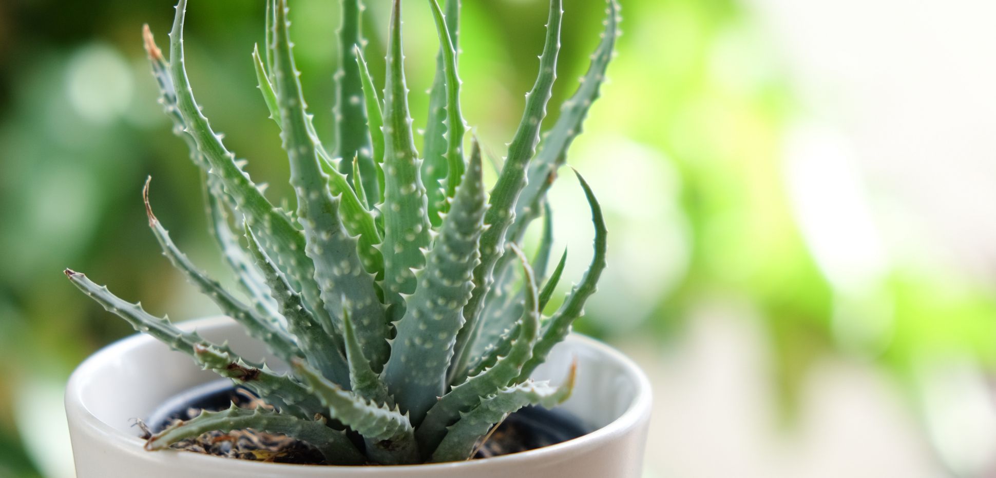 Aloe vera pflanzen und ernten  Lesen Sie, was Sie beachten sollten