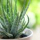 Aloe Vera pflanzen und ernten: Dies sollten Sie beachten