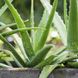 Aloe Vera: So pflegen und überwintern Sie die Zimmerpflanze