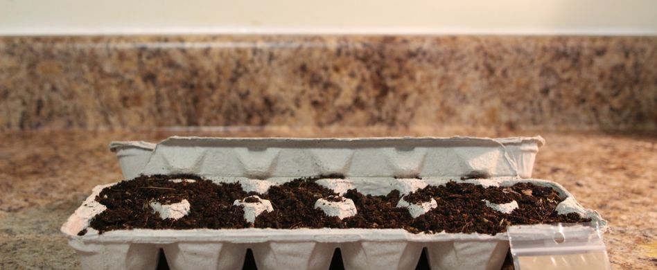 Anlage des Kräutergartens: So pflanzen Sie Ihre Kräuter richtig