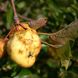 Apfelbaum Krankheiten und Schädlinge erkennen und behandeln