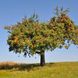 Apfelbaum pflegen: Tipps für einen gesunden Apfelbaum und viel Ertrag