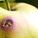 Apfelwickler bekämpfen: So werden Sie die Obstmade los