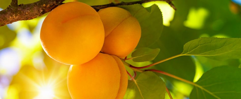 aprikosen an aprikosenbaum