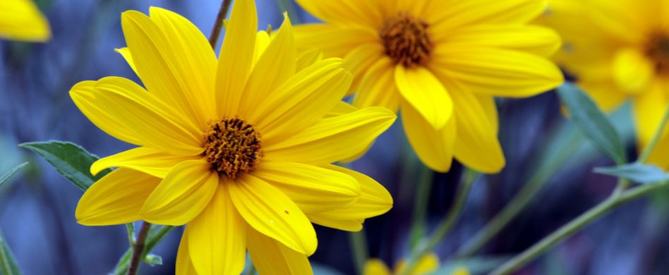 Arnika-Salbe: So hilft sie bei kleinen Verletzungen