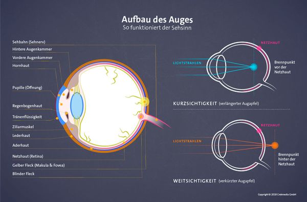 aufbau-des-auges-so-funktioniert-der-sehsinn-bild-1