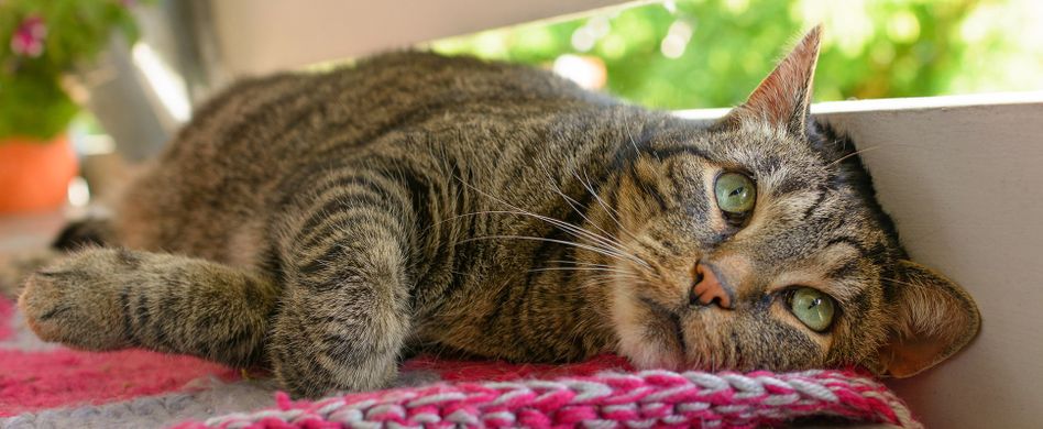 Ausgang für den Stubentiger: Mit diesen 5 Tipps wird Ihr Balkon katzensicher