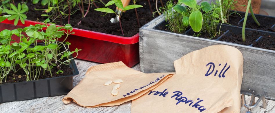 Aussaat: 5 Tipps zum Säen von Gemüse im Frühjahr