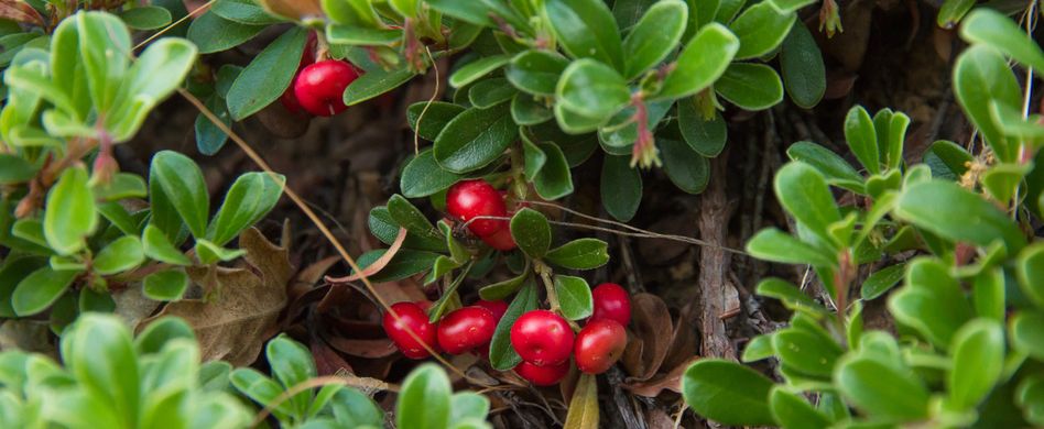 Bärentraubenblätter: Wogegen das Heilkraut helfen kann