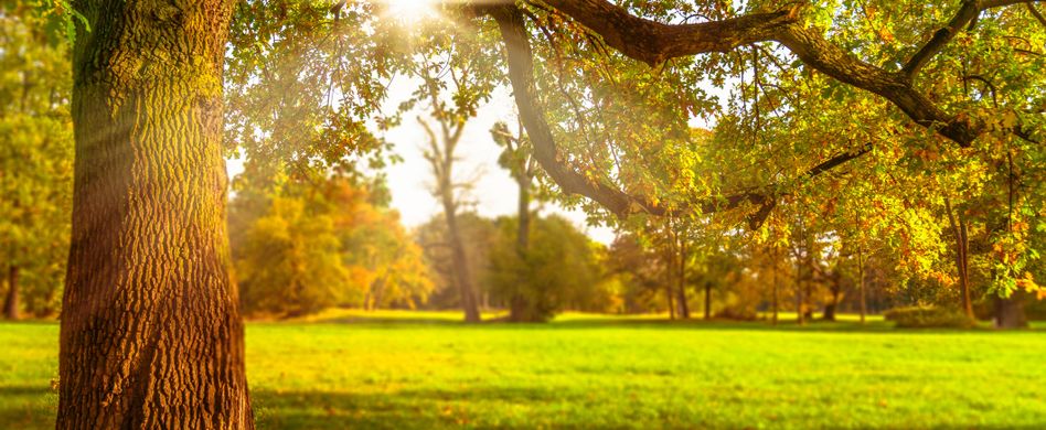 Bäume die Hitze und Trockenheit vertragen