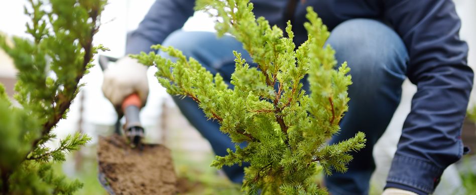 Bäume für kleine Gärten