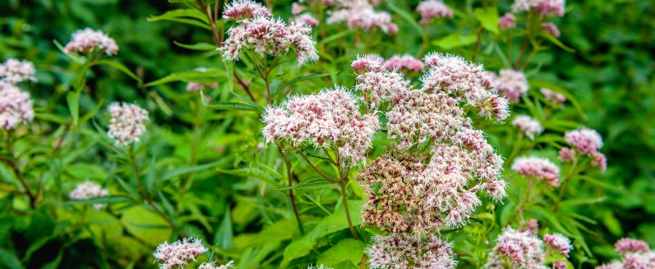 Baldrian: Nebenwirkungen der Heilpflanze