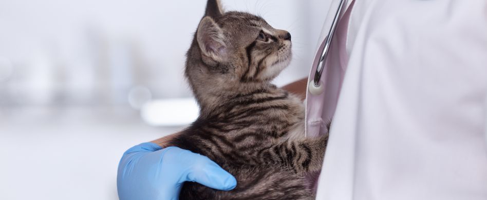 Bandwurm beim Tier: Behandlung ist wichtig