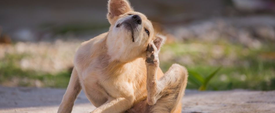 Bandwurm beim Tier: Symptome erkennen