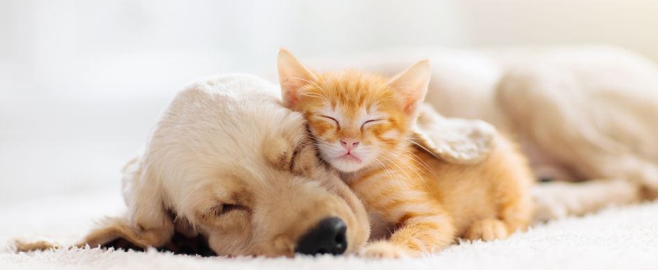 Bandwurm beim Tier: Welche Tiere bekommen welche Bandwürmer?