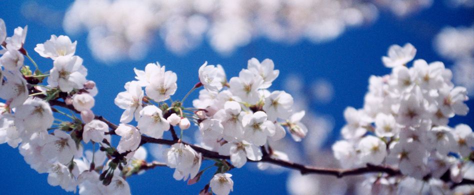 Barbarazweige schneiden und zum Blühen bringen