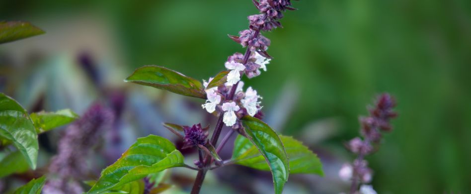 Basilikum Blüten: Sind die Blüten essbar?