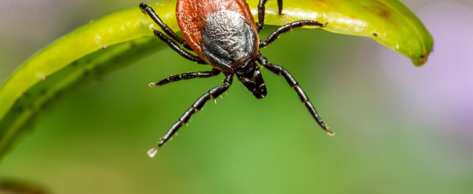 Behandlung von Borreliose