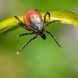 Behandlung von Borreliose