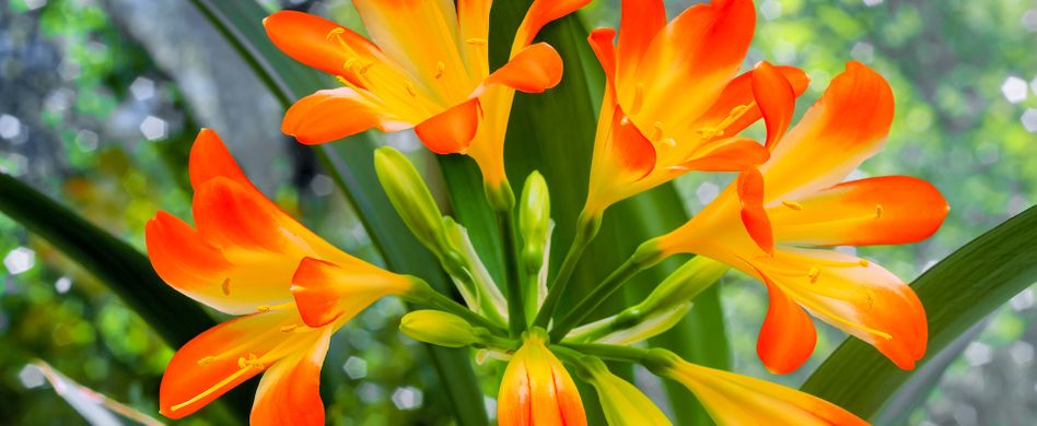 Belladonnalilie: Pflege der Echten Amaryllis